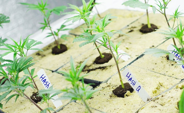 Guide for Starting A Marijuana Grow Operation - marijuana indoor.jpg