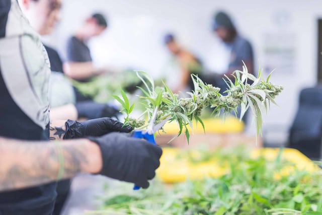 Marijuana-Equipment-Leasing-What’s-Happening-in-the-Market-Today.jpg