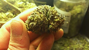 Start Your Cannabis Testing Lab with Cannabis Testing Equipment Leasing - cannabis 2