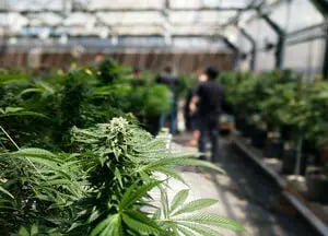 Start Your Cannabis Testing Lab with Cannabis Testing Equipment Leasing - cannabis