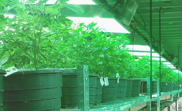 What You Need To Know About Cannabis Equipment Financing - cannabis plant.jpg