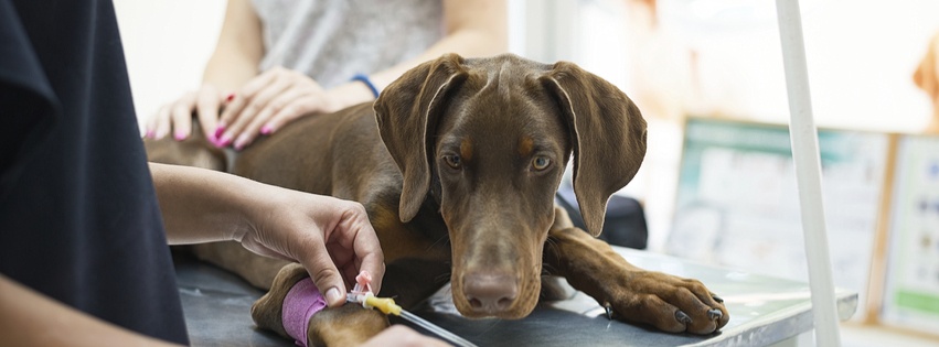 veterinaryequipmentfinancing.jpg