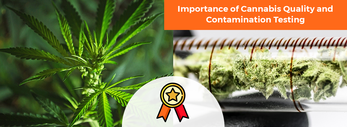 Importance of Cannabis Quality and Contamination Testing